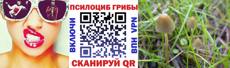 Галлюциногенные грибы Psilocybe  Купить закладки  Чухлома 